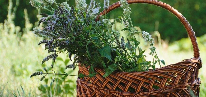 Vaistažolių nauda žmogaus imunitetui